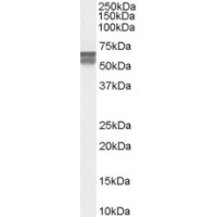 Western Blot (0.2μg/ml) staining of human bone marrow lysate (35μg protein in RIPA buffer). Primary incubation was 1 hour. Detected by chemiluminescence.