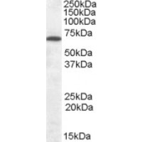 Western Blot (0.1μg/ml) staining of Rat Brain lysate (35μg protein in RIPA buffer). Primary incubation was 1 hour. Detected by chemiluminescence.