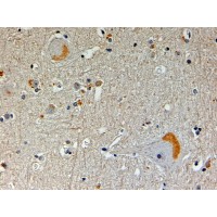 Immunohistochemistry (4μg/ml) staining of paraffin embedded Human Brain. Steamed antigen retrieval with Tris/EDTA buffer pH 9.5, HRP-staining.