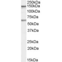 Western Blot staining (1μg/ml) of human Jurkat cells (RIPA buffer, 35μg total protein per lane). Primary incubated for 1 hour. Detected by western blot using chemiluminescence.