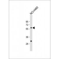 Western Blot at 1:1000 dilution + NCI-H460 whole cell lysate Lysates/proteins at 20 ug per lane.