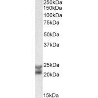 Western Blot (0.01μg/ml) staining of Human Spleen lysate (35μg protein in RIPA buffer). Primary incubation was 1 hour. Detected by chemiluminescence.