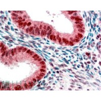Immunohistochemistry (2.5μg/ml) staining of paraffin embedded Human Uterus. Steamed antigen retrieval with citrate buffer pH 6, AP-staining.