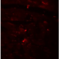 Immunofluorescence of CDCC47 in mouse heart tissue with CDCC47 antibody at 20 μg/mL.
