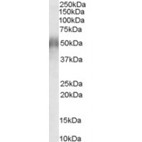 Western Blot (0.3μg/ml) staining of Human Thymus lysate (35μg protein in RIPA buffer). Primary incubation was 1 hour. Detected by chemiluminescence.