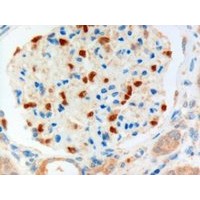 Immunohistochemistry staining of FOXC1 in human kidney using FOXC1 Antibody at 3 μg/mL.