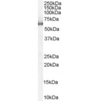 Western blot analysis of KPNA1 in HeLa lysate (RIPA buffer, 35 μg total protein per lane) using KPNA1 Antibody at 1 μg/mL.