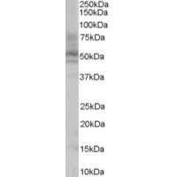 Western Blot (0.1μg/ml) staining of HepG2 lysate (35μg protein in RIPA buffer). Primary incubation was 1 hour. Detected by chemiluminescence.