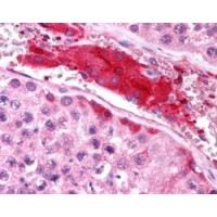 Immunohistochemistry (2.5μg/ml) staining of paraffin embedded Human Testis. Steamed antigen retrieval with citrate buffer pH 6, AP-staining.