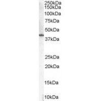 Western Blot (0.01μg/ml) staining of Human Placenta lysate (35μg protein in RIPA buffer). Primary incubation was 1 hour. Detected by chemiluminescence.