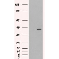 HEK293 overexpressing Human HSD3B1 and probed with antibody (mock transfection in first lane).