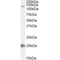Western Blot (1μg/ml) staining of Daudi cell lysate (35μg protein in RIPA buffer). Primary incubation was 1 hour. Detected by chemiluminescence.