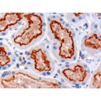 Immunohistochemistry (3μg/ml) staining of paraffin embedded Human Kidney. Microwaved antigen retrieval with Tris/EDTA buffer pH9, HRP-staining.