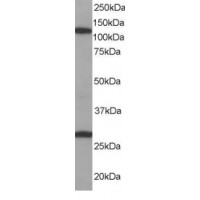 Western Blot (1μg/ml) staining of Daudi lysate (35μg protein in RIPA buffer). Primary incubation was 1 hour. Detected by chemiluminescence.