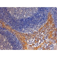 Immunohistochemistry (4μg/ml) staining of paraffin embedded Human Tonsil. Steamed antigen retrieval with Tris/EDTA buffer pH 9, HRP-staining. Similar results were obtained after antigen retrieval at pH9.