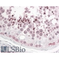 Immunohistochemistry (3.8μg/ml) staining of paraffin embedded Human Testis. Steamed antigen retrieval with citrate buffer pH 6, AP-staining.