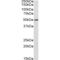 Western Blot (0.5μg/ml) staining of Human Kidney lysate (35μg protein in RIPA buffer) with (B) and without (A) blocking with the immunising peptide. Primary incubation was 1 hour. Detected by chemiluminescence.