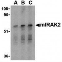 Western blot analysis of IRAK2 in RAW264.7 whole cell lysate with mIRAK2 antibody at (A) 0.5, (B) 1, and (C) 2 μg/mL.
