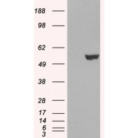 HEK293 overexpressing IRF6 and probed with antibody (mock transfection in first lane).
