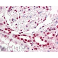 Immunohistochemistry (2.5μg/ml) staining of paraffin embedded Human Kidney. Steamed antigen retrieval with citrate buffer pH 6, AP-staining.