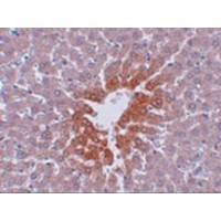 Immunohistochemistry of JMJD7 in rat liver tissue with JMJD7 antibody at 2.5 μg/mL.