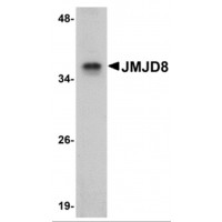 Western blot analysis of JMJD8 in rat kidney tissue lysate with JMJD8 antibody at 1 μg/mL.