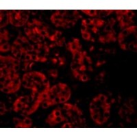 Immunofluorescence of JMJD8 in Mouse Kidney cells with JMJD8 antibody at 20 μg/mL.