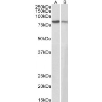 Western Blot (0.3μg/ml) staining of A431 (A) and NIH3T3 (B) cell lysates (35μg protein in RIPA buffer). Primary incubation was 1 hour. Detected by chemiluminescence