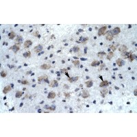 Antibody used in IHC on Human Brain.