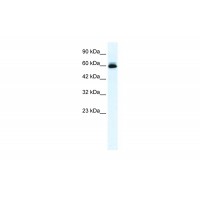 Antibody used in WB on Human HepG2 at 0.2-1 ug/ml.
