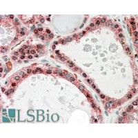 Immunohistochemistry (3.8μg/ml) staining of paraffin embedded Human Thyroid Gland. Steamed antigen retrieval with citrate buffer pH 6, AP-staining.