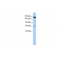 Antibody used in WB on Human HepG2 at 0.2-1 ug/ml.