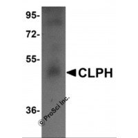 Western blot analysis of CLPH in human testis tissue lysate with CLPH antibody at 1 μg/mL.