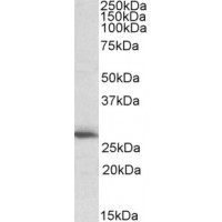 Western Blot (1μg/ml) staining of Human Heart lysate (35μg protein in RIPA buffer). Primary incubation was 1 hour. Detected by chemiluminescence.