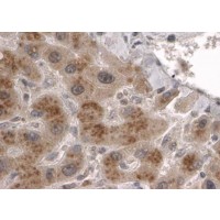Immunohistochemistry (2μg/ml) staining of paraffin embedded Human Liver. Steamed antigen retrieval with citrate buffer pH 6, HRP-staining.