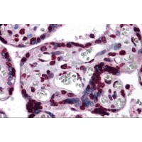 Immunohistochemistry of KPNA7 in human placenta tissue with KPNA7 antibody at 5 μg/mL.