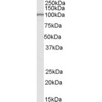 Western Blot (0.1μg/ml) staining of Human Testis lysate (35μg protein in RIPA buffer). Primary incubation was 1 hour. Detected by chemiluminescence.