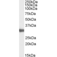 Western Blot (0.03μg/ml) staining of Mouse Testis lysate (35μg protein in RIPA buffer). Primary incubation was 1 hour. Detected by chemiluminescence.