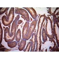 Immunohistochemistry (1μg/ml) staining of paraffin embedded Mouse Testis. Data kindly provided by Dr. Erwin Goldberg, Northwestern University, Evanston, IL USA.