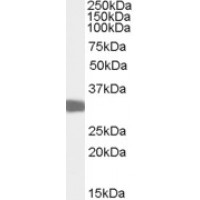 Western Blot (0.03μg/ml) staining of Mouse Testis lysate (35μg protein in RIPA buffer). Primary incubation was 1 hour. Detected by chemiluminescence.