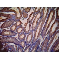 Immunohistochemistry (1μg/ml) staining of paraffin embedded Mouse Testis. Data kindly provided by Dr. Erwin Goldberg, Northwestern University, Evanston, IL USA.