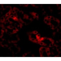 Immunofluorescence of LIAR in Mouse Kidney cells with LIAR antibody at 20 μg/mL.