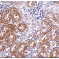Immunohistochemistry of LIAR in mouse kidney tissue with LIAR antibody at 2.5 μg/mL.