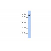 Antibody used in WB on Human HepG2 at 0.2-1 ug/ml.