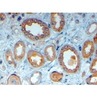 Immunohistochemistry (4μg/ml) staining of paraffin embedded Human Kidney. Steamed antigen retrieval with citrate buffer pH 6, HRP-staining.