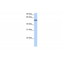 Antibody used in WB on Human HepG2 at 0.2-1 ug/ml.