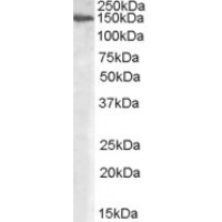 Western Blot (0.3μg/ml) staining of Human Placenta lysate (35μg protein in RIPA buffer). Primary incubation was 1 hour. Detected by chemiluminescence.
