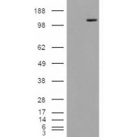 HEK293 overexpressing Man2A1 and probed with antibody (mock transfection in first lane).
