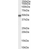 Western Blot (0.3μg/ml) staining of Jurkat cell lysate (35μg protein in RIPA buffer). Primary incubation was 1 hour. Detected by chemiluminescence.