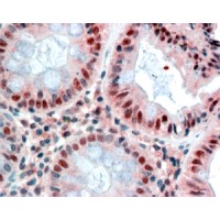 Immunohistochemistry (2.5μg/ml) staining of paraffin embedded Human Colon. Steamed antigen retrieval with citrate buffer pH 6, AP-staining.